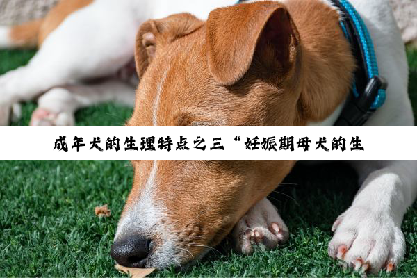 成年犬的生理特点之三“妊娠期母犬的生理特点”