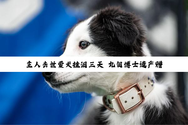 主人去世爱犬挂泪三天 九旬博士遗产赠给狗儿