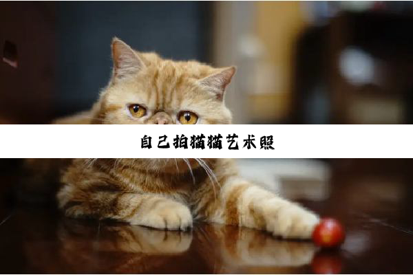 自己拍猫猫艺术照