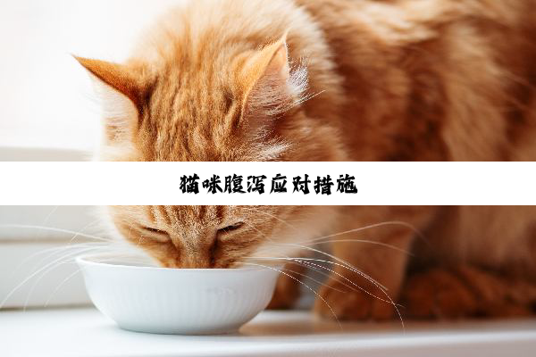 猫咪腹泻应对措施