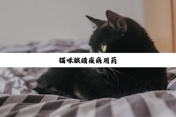 猫咪眼睛疾病用药