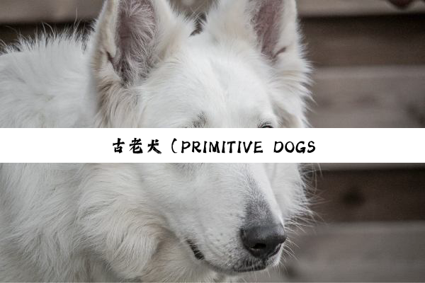 古老犬（PRIMITIVE DOGS）