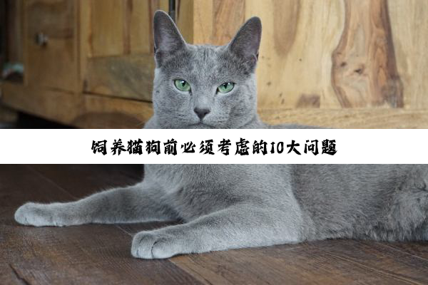 饲养猫狗前必须考虑的10大问题