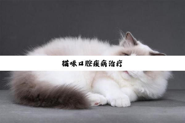 猫咪口腔疾病治疗