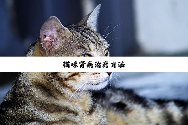 猫咪肾病治疗方法