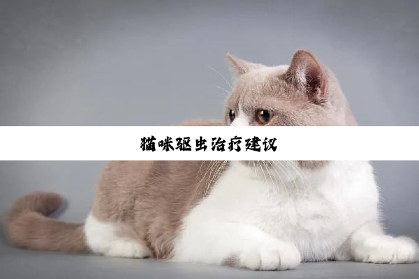 猫咪驱虫治疗建议