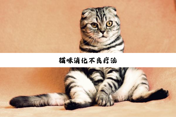 猫咪消化不良疗法