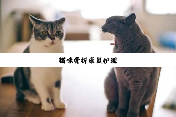 猫咪骨折康复护理
