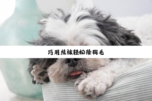 巧用丝袜轻松除狗毛