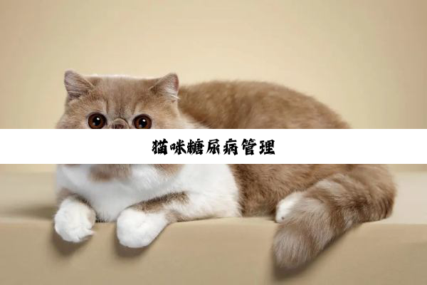 猫咪糖尿病管理