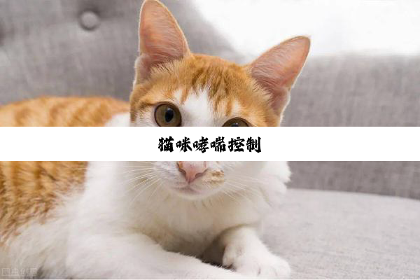 猫咪哮喘控制