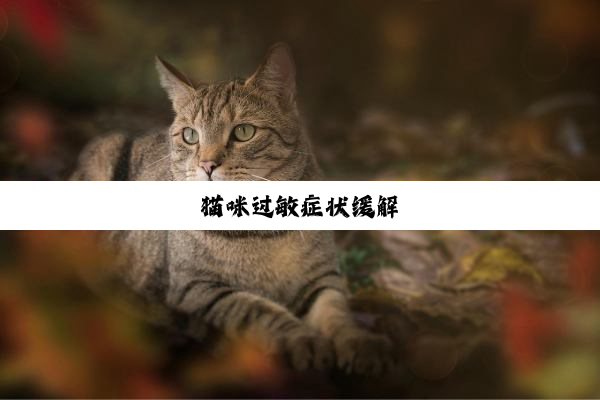 猫咪过敏症状缓解