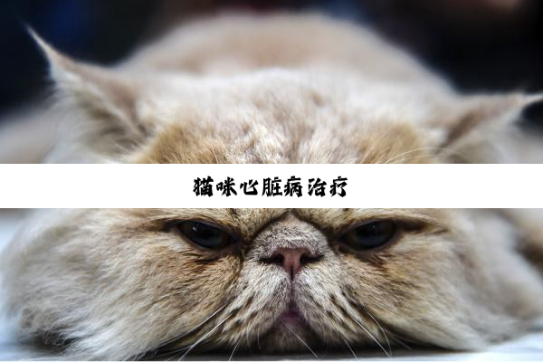 猫(māo)咪(mī)心(xīn)脏(zàng)病(bìng)治(zhì)疗(liáo)