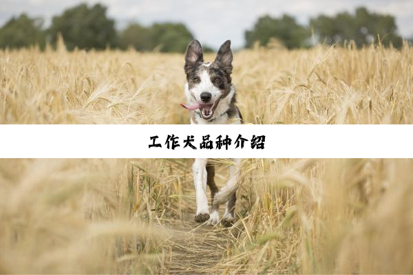 今日科普|工作犬品种介绍