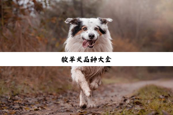 牧羊犬品种大全