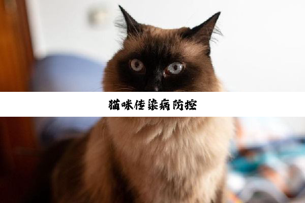 猫咪传染病防控
