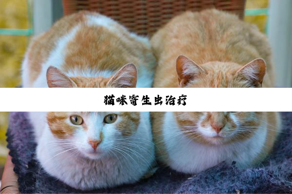 猫(māo)咪(mī)寄(jì)生(shēng)虫(chóng)治(zhì)疗(liáo)