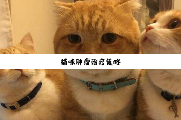 猫咪肿瘤治疗策略
