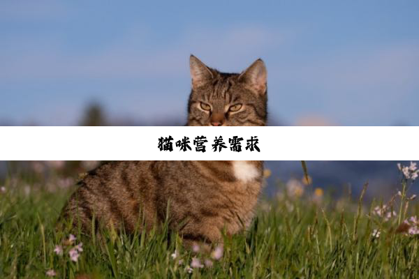 猫咪营养需求
