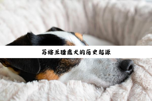 苏格兰猎鹿犬的历史起源