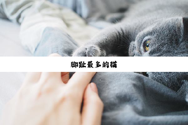 脚趾最多的猫