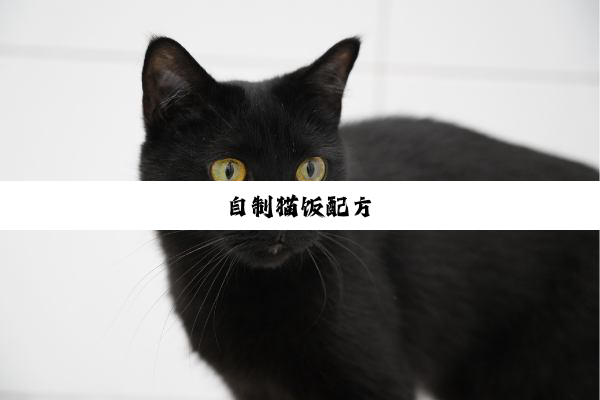 自制猫饭配方