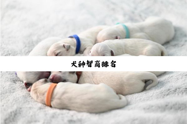 犬种智商排名
