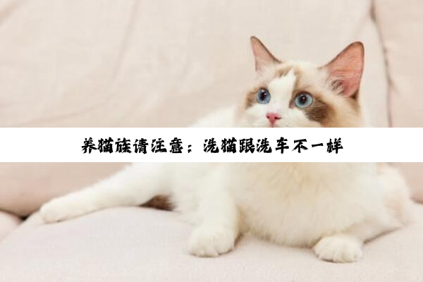 养猫族(zú)请(qǐng)注(zhù)意(yì)：洗(xǐ)猫(māo)跟(gēn)洗(xǐ)车(chē)不一样