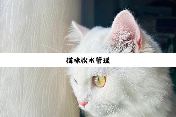 猫咪饮水管理