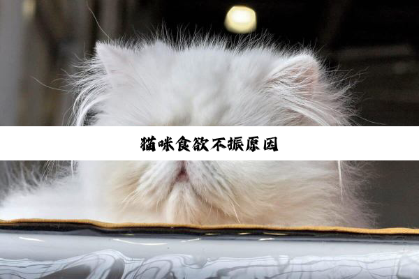 猫咪食欲不振原因