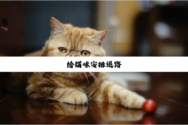 给猫咪安排退路