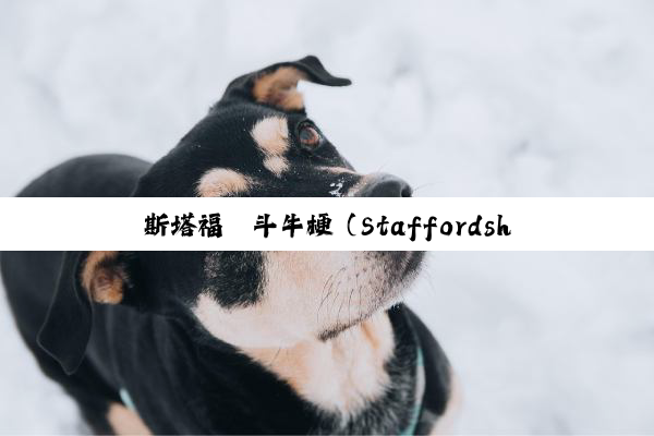 斯塔福郡斗牛梗（Staffordshire Bull Terrier）