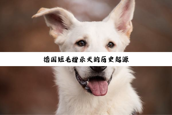 德国短毛指示犬的历史起源