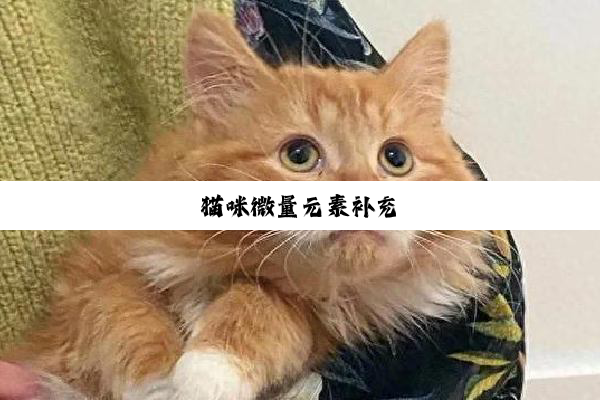猫咪微量元素补充