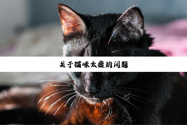 关于猫咪太瘦的问题