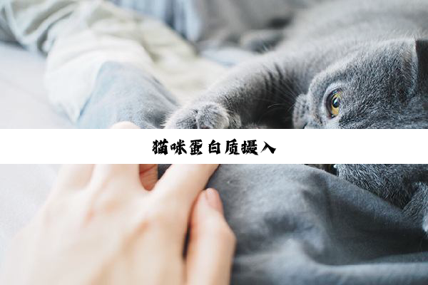 猫咪蛋白质摄入