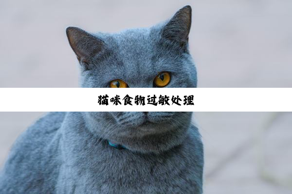 猫咪食物过敏处理