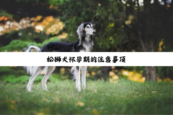 松狮犬怀孕期的注意事项