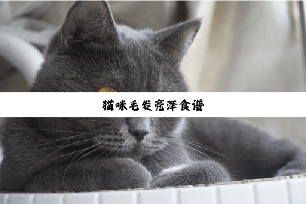 猫咪毛发亮泽食谱