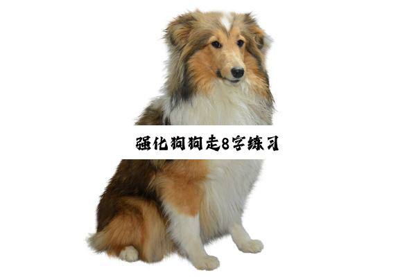 强化狗狗走8字练习