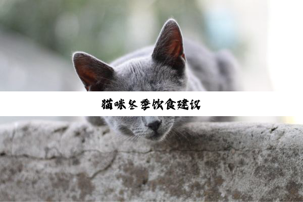 猫咪冬季饮食建议