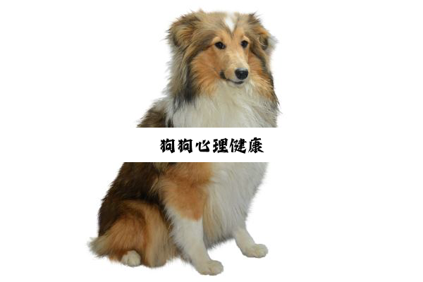 今日科普|狗狗心理健康