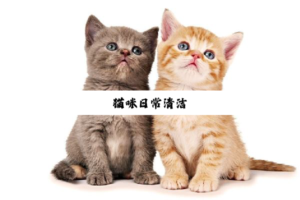 猫咪日常清洁
