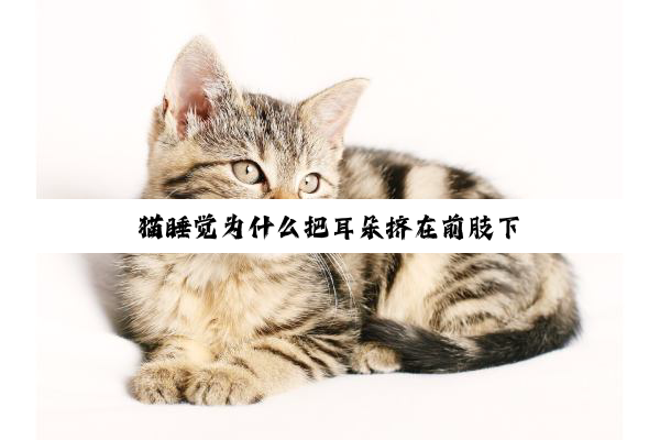 猫睡觉为什么把耳朵挤在前肢下