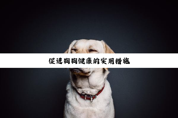 促进狗狗健康的实用措施