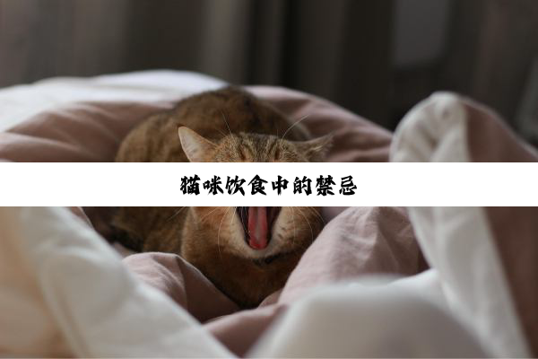 猫咪饮食中的禁忌