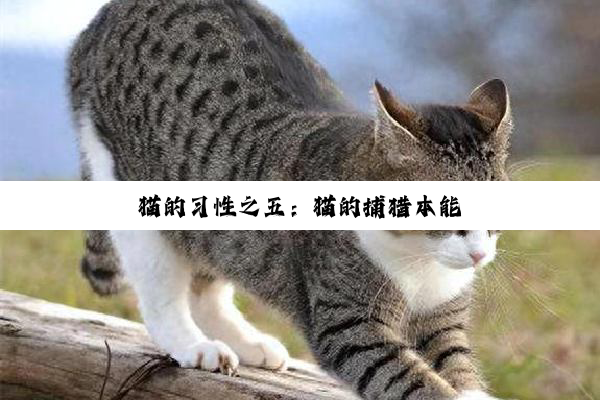 猫的习性之五：猫的捕猎本能