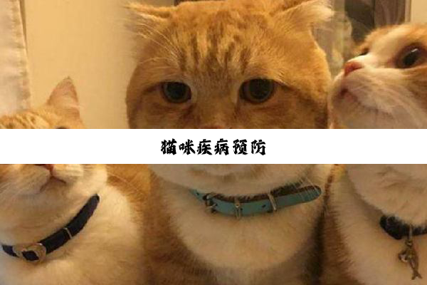 猫咪疾病预防