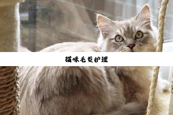 猫咪毛发护理