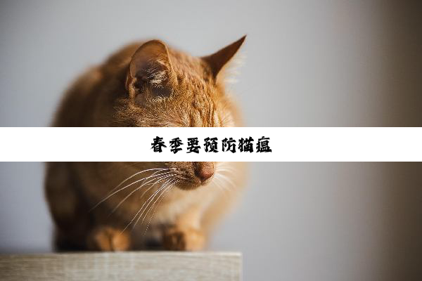 春季要预防猫瘟